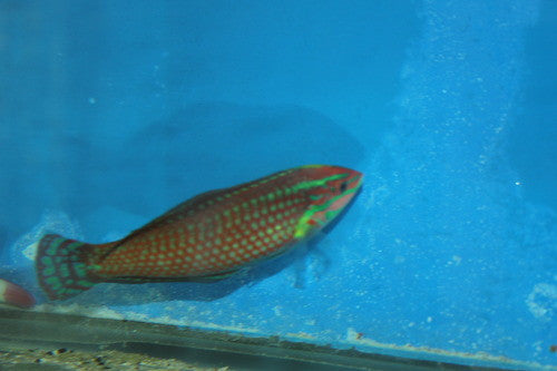 Christmas (ornate) Wrasse-SUPERMALE