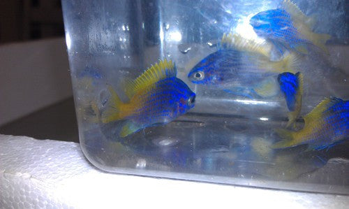 Limbaughi Chromis (Chromis limbaughi)