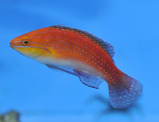 Cirrhilabrus africanus (Spike Fin Fairy Wrasse)