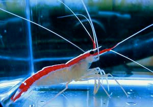 Cleaner Shrimp-med