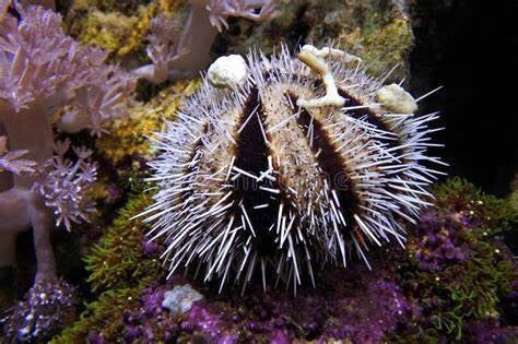 Black & White Collector Urchin - Tripneustes gratilla