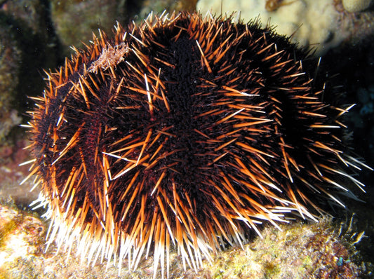 Collector Urchin - Tripneustes gratilla