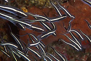 Convict Blenny