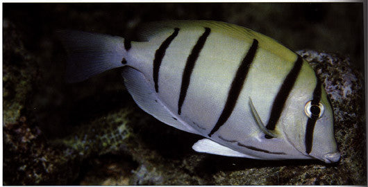 Convict Tang (3-4")