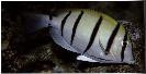 Convict Tang (3")