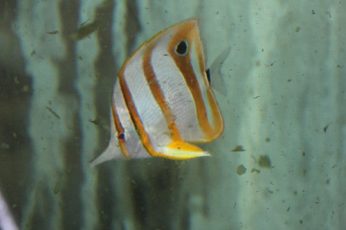 XL Copperband Butterfly