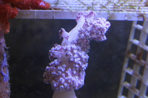 Purple Broccoli Coral-Neospongodes