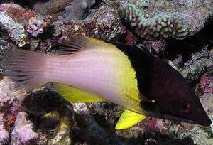 Coral Hogfish-2"