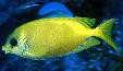 Blue Spotted (Coral) Rabbitfish-4-5"