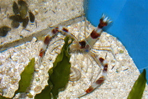 Coral Banded Shrimp (true mated pair)