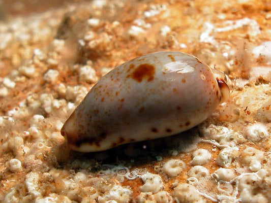 Cowries