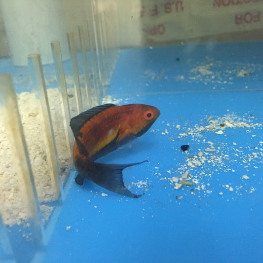 Supermale Crescent Tail (Lunate) Fairy Wrasse | cirrhilabrus Lunatus