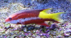 Cuban Hogfish-XL (6-8")