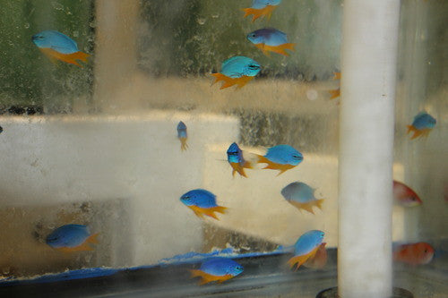 XL Yellow Bellied blue damsel