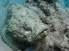 Devil Scorpionfish