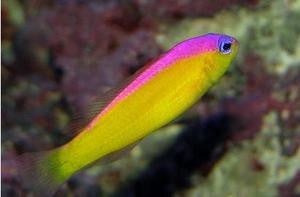 Diadema Pseudochromis