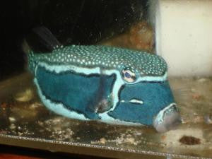 Whitley's Boxfish (male)