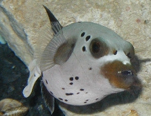 Dogface Pufferfish 3"