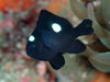 Domino Damsel