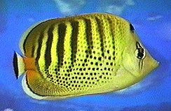 Tahitian Dot-Dash Buttefly