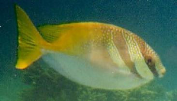 Double-Bar Rabbitfish (10