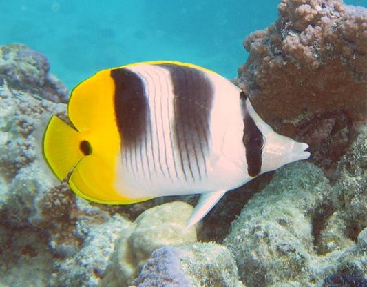 Double Saddle Butterfly