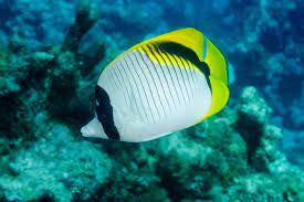Red Sea LIned Butterfly|chaetodon lineolatus