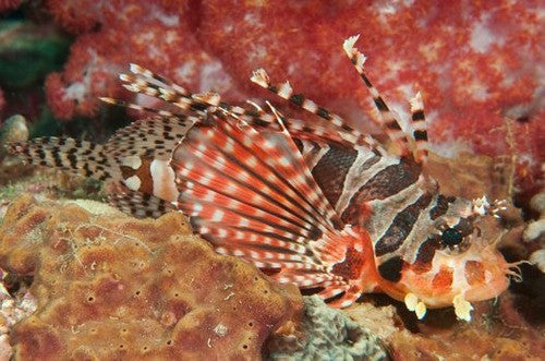 Dwarf Lionfish