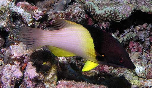 Eclipse Hogfish