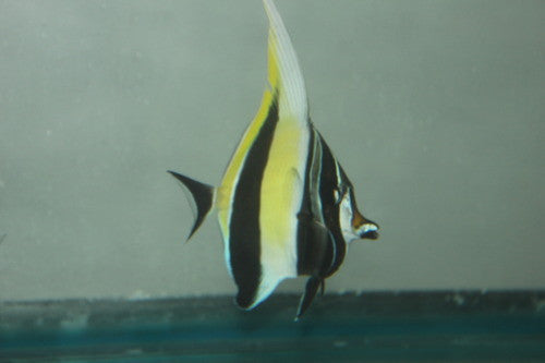 Group of 3  of Moorish Idol-African