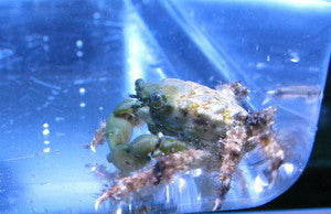 Emerald Crab