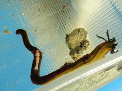 Emperor Shrimp with Host