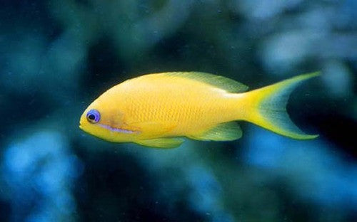 Engelhardi Anthias