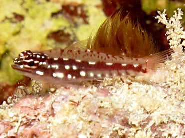 Dwarf Hairfin Goby | eviota prasites