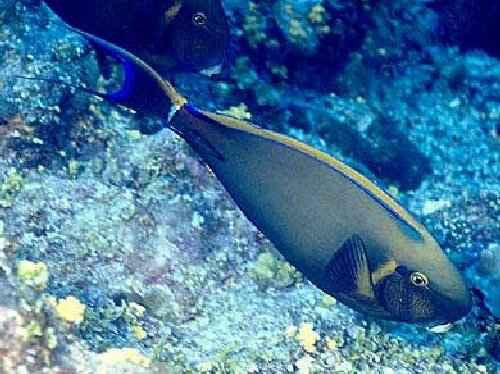 Eyespot tang