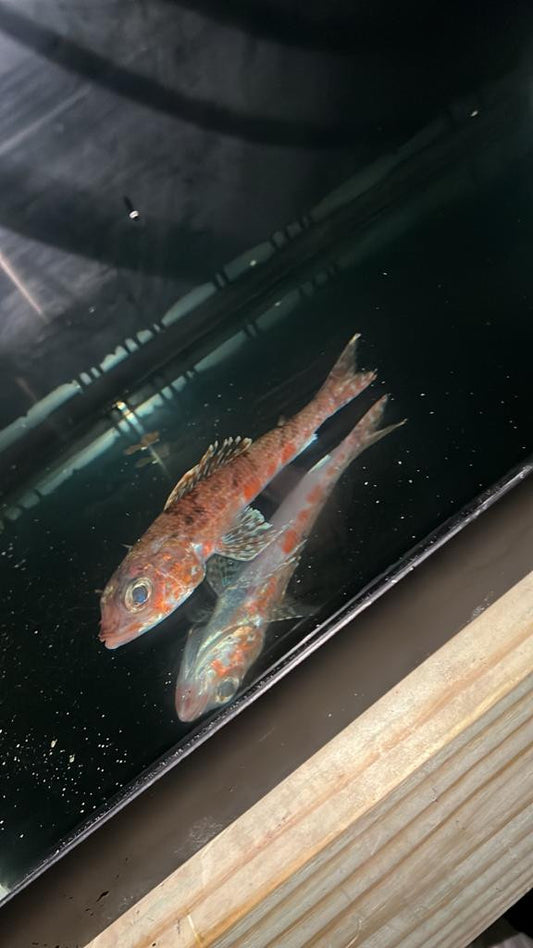 Japanese thread-sail fish | Hime japonica  (7")