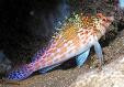 Falco (Pygmy) Hawkfish