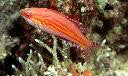 Filamented Flasher Wrasse