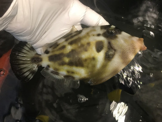 Spectacled Filefish | Cantherhines fronticinctus (7-8")