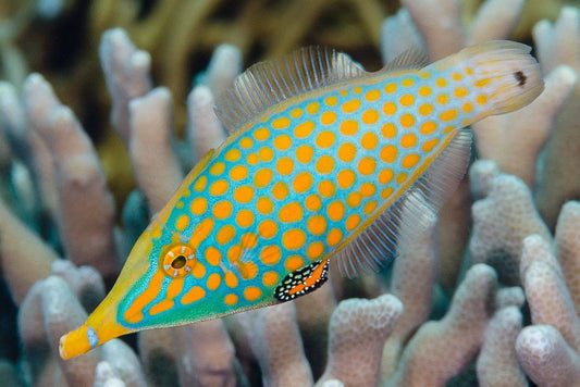 Harlequin (Orange Spotted) Filefish (Oxymonacanthus Longirostris)