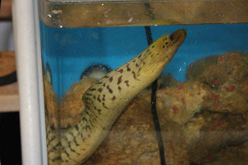 Fimbriated Moray Eel (15-18")
