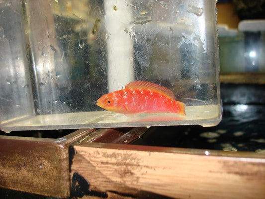 Hawaiian Flame Wrasse-3" Female