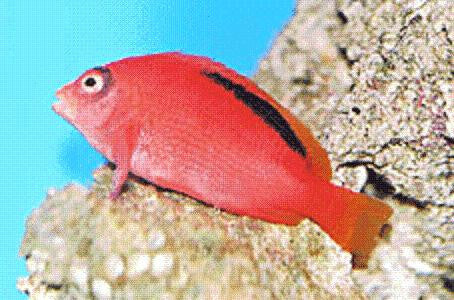 Flame Hawkfish