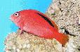 Flame Hawkfish