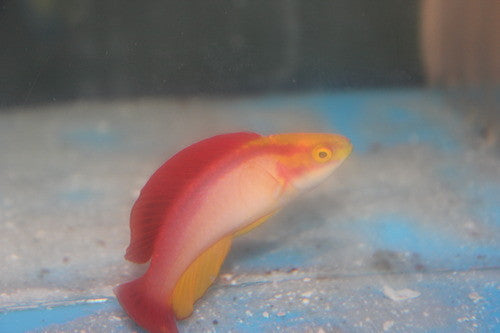 Hawaiian Flame Wrasse-XL Male