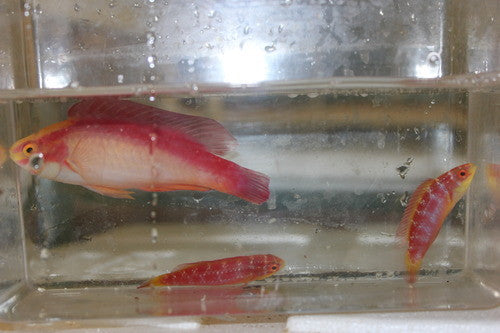 Hawaiian Flame Wrasse Trio(super male plus 2 females)