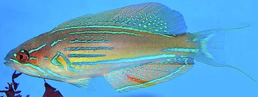 Half Band Flasher Wrasse (Paracheilinus hemitaeniatus) female (4")