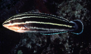 Yellowstripe Coris Wrasse