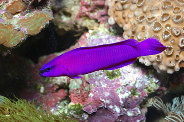 Orchid Dottyback