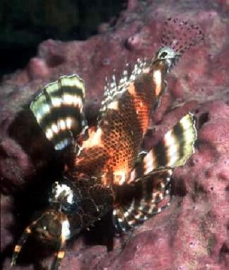 Fumanchu Lionfish